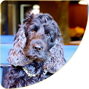 Chien au coworking